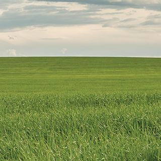 Barley field and clouds