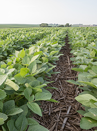 Don’t Skip Late-Season Soybean Scouting | Corteva Agriscience™