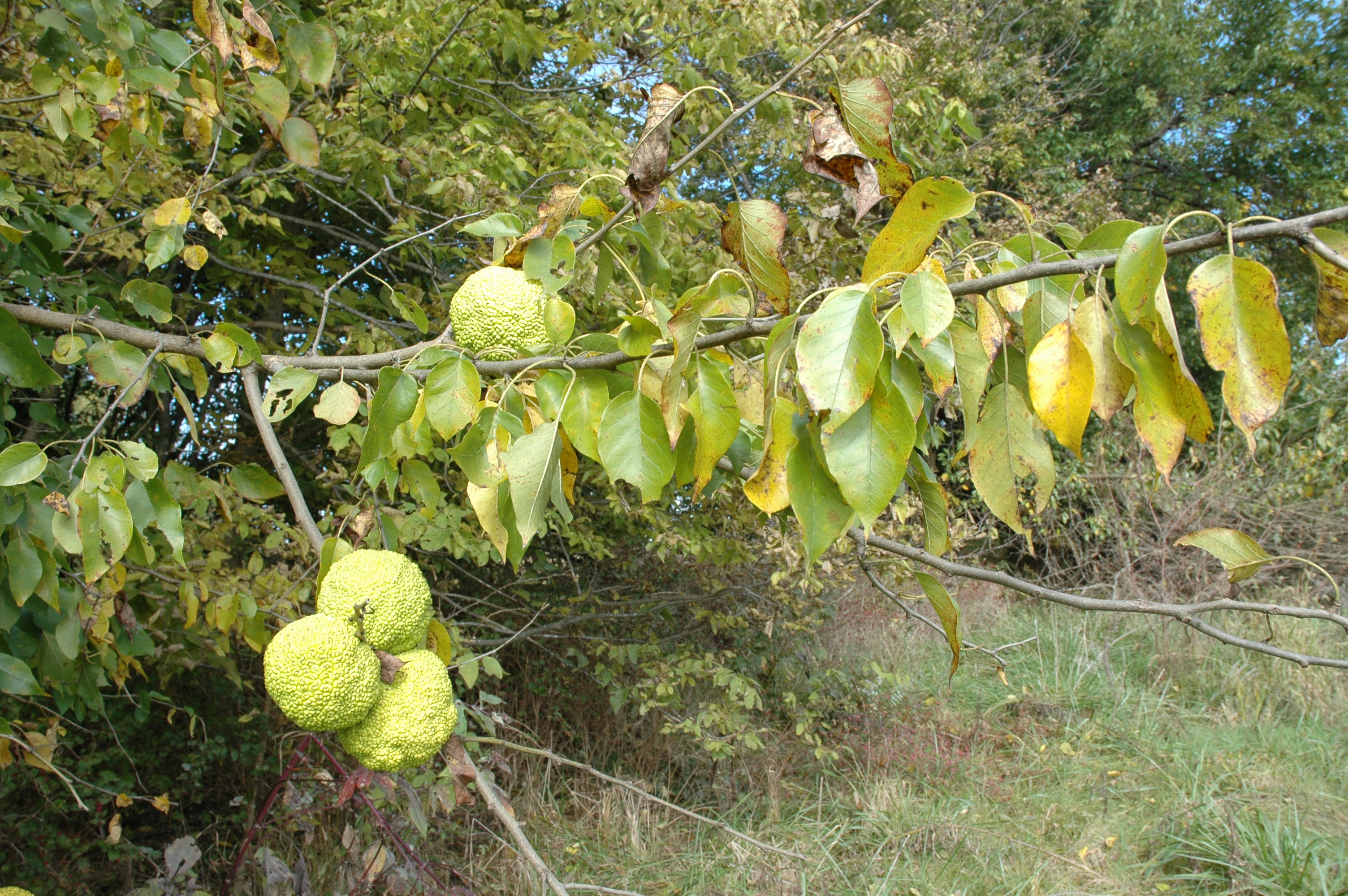 How to Identify and Control Osage Orange Effectively | Vistas ...